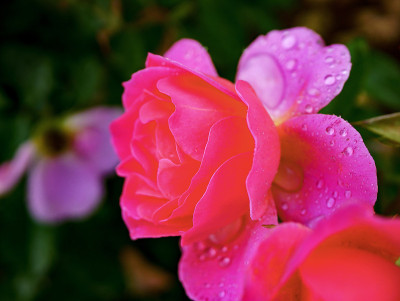 雨天的玫瑰花园