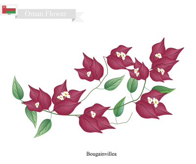 红色九重葛花，阿曼本土花