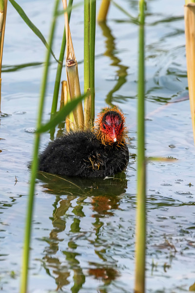 欧亚白骨鸡(Fulica atra)游泳
