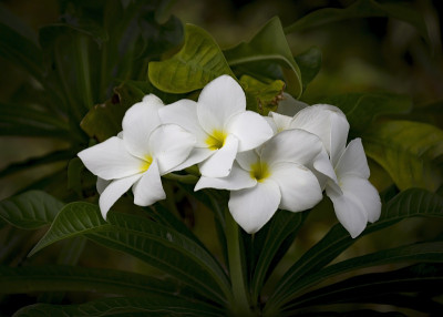 白色鸡蛋花花