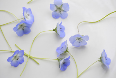 蓝色尼莫菲拉