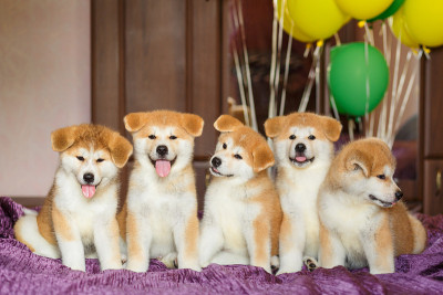 可爱的秋田犬幼犬和气球。毛茸茸的快乐球。