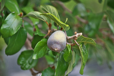 热带榕属植物pumila L。