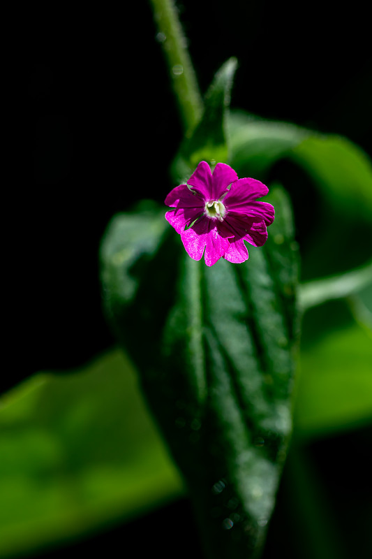 在草甸的花Silene dioica，近拍