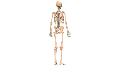 人体骨骼系统解剖学