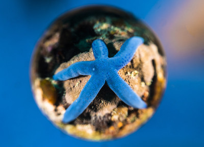 蓝色的海星