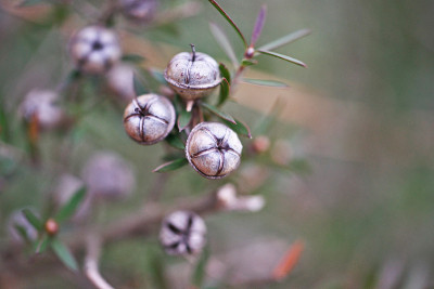 Leptospermum scoparium