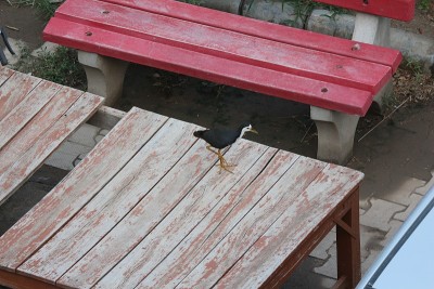 Whitebreasted Waterhen
