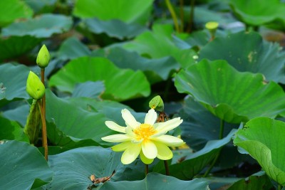 在湿地中开放美洲荷花和花蕾