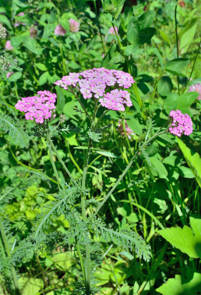 草本milfoil (Achillea asiatica