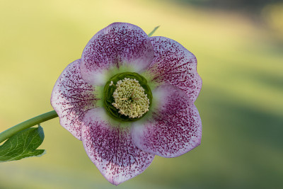 藜芦花
