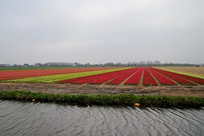 在靠近库肯霍夫的Lisse地区的田野里，几种颜色的风信子，以荷兰春天五彩缤纷的田野而闻名
