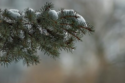 冬天的景色覆盖着雪枝绿树在公园里