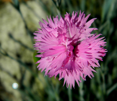 小花