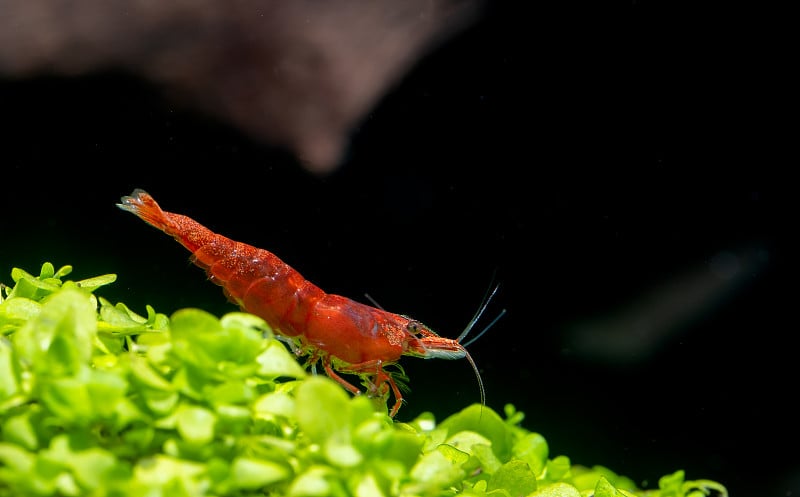 红矮星虾血火虾呆在绿叶水族植物上，在淡水水族缸中以黑色背景向下看