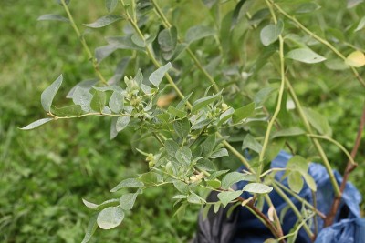 在一个陶制容器中移植的花园蓝莓幼苗。五岁