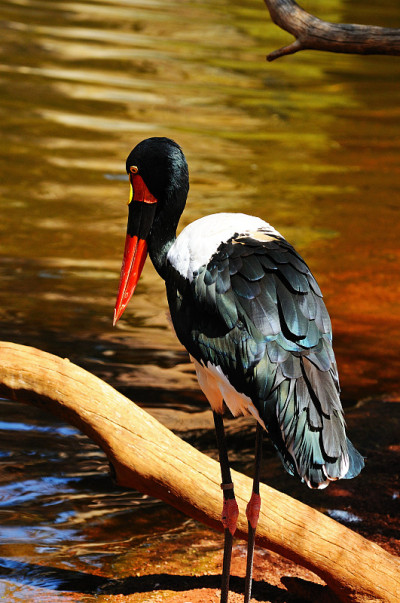 Saddlebill鹳