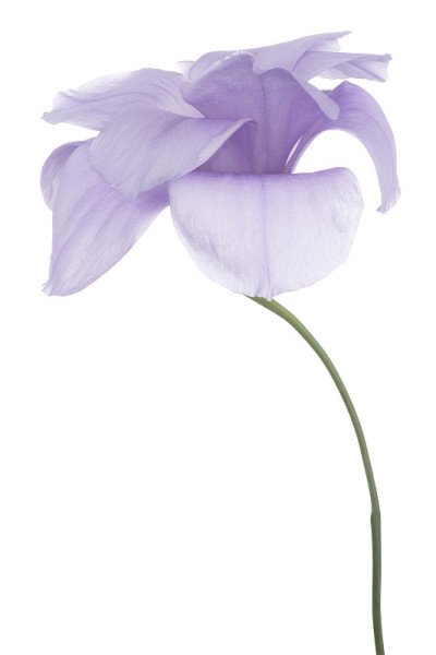eustoma