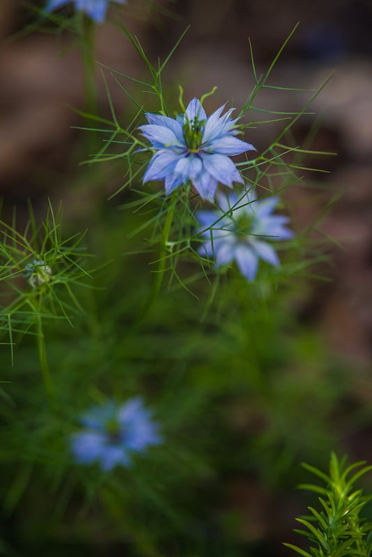 黑种草