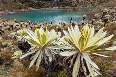 智利火山脚下的绿色泻湖