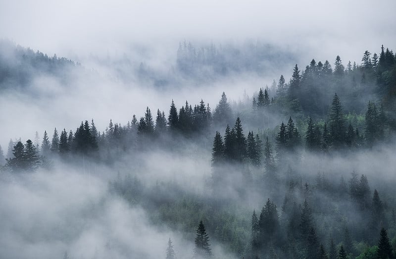 山上雾蒙蒙的森林。风景与树木和雾。雨后的风景。背景视图。自然,形象