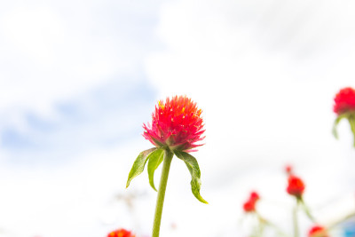 全球紫红色的花