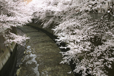 樱花神河