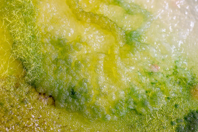 真菌和藻类在培养皿中的菌落特性教育背景。