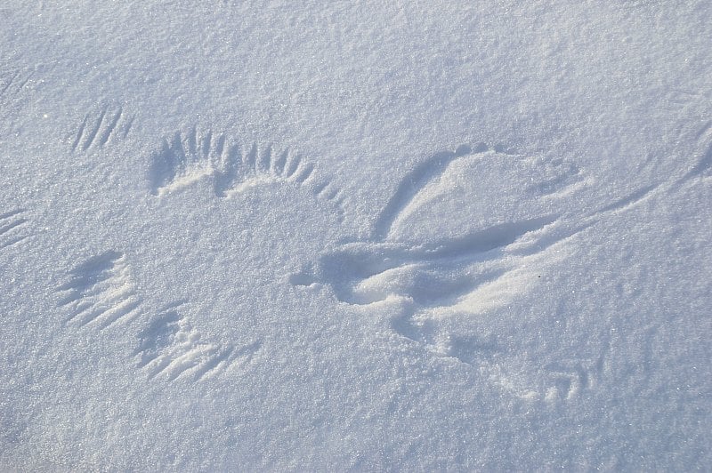 野鸡(Phasianus colchicus)的脚印在雪地上。