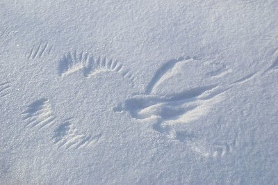 野鸡(Phasianus colchicus)的脚印在雪地上。