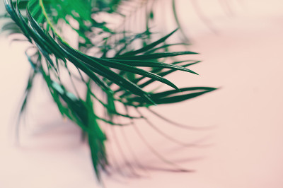 粉红色背景上的绿叶棕榈树