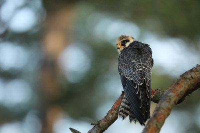 红脚猎鹰(Falco vespertinus)坐在树枝上
