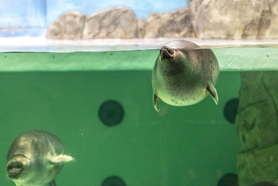 贝加尔湖海豹在水下游泳。水族馆里的海豹。观察动物世界。