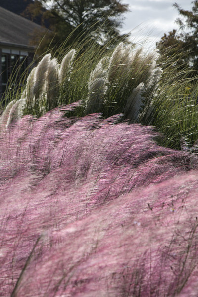 穆勒草(Muhlenbergia)