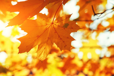 Colorful bright leaves falling in autumnal park.