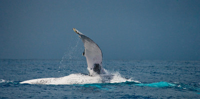 The fin humpback whale.