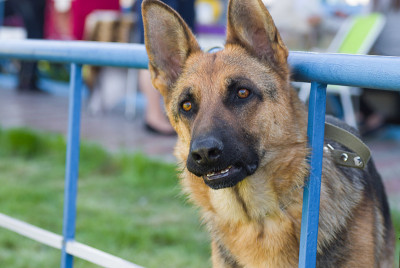 德国牧羊犬认真地看着，等待着被锁在铁栅栏上的主人