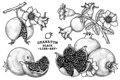 石榴水果手绘复古插图