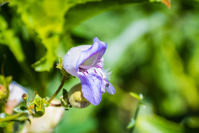 格林内尔胡子舌(Penstemon grinnellii)野花的特写