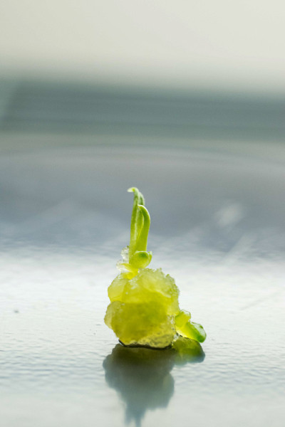 植物再生的生物学