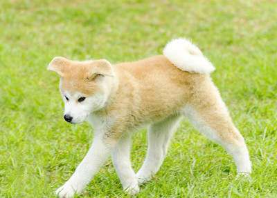 秋田犬