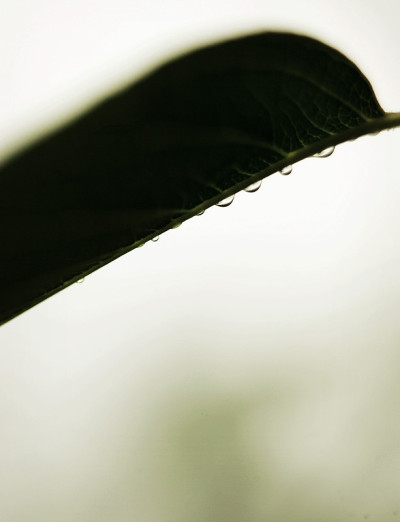 叶带滴落花纹