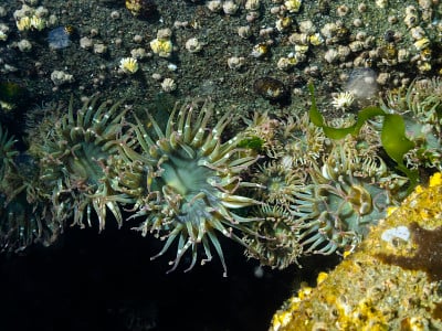 聚集海葵(Anthopleura elegantissima)