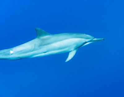 野生海豚