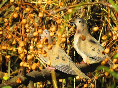 耳鸽或Torcaza鸽子(Zenaida auriculata)。