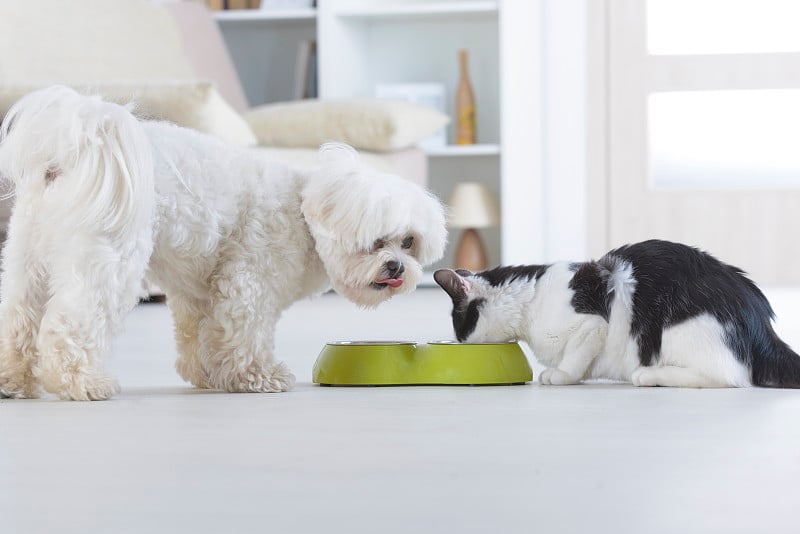 狗和猫在吃碗里的食物