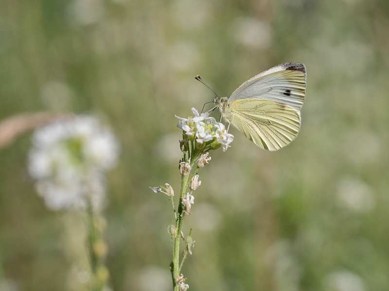 大的白色，Pieris brassicae