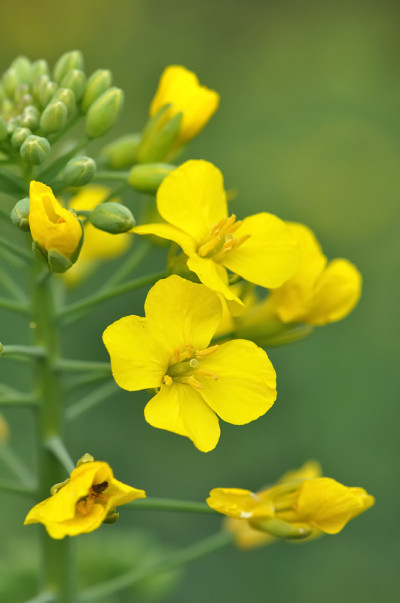 油菜花的花