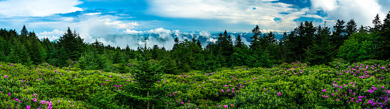罗安山杜鹃花花园全景图