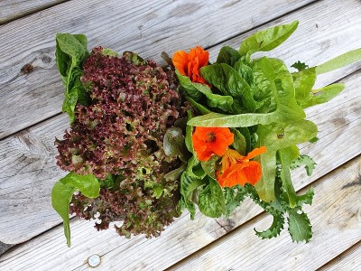 pflücksalat